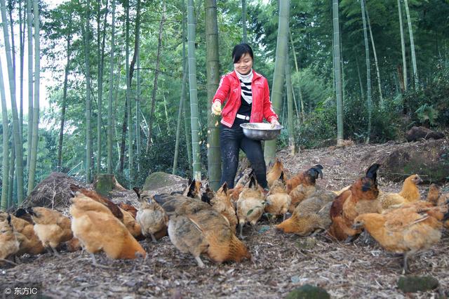 林地养鸡如何配置饲料？本文给您介绍4个注意事项！