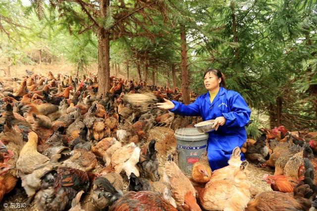 林地养鸡如何配置饲料？本文给您介绍4个注意事项！